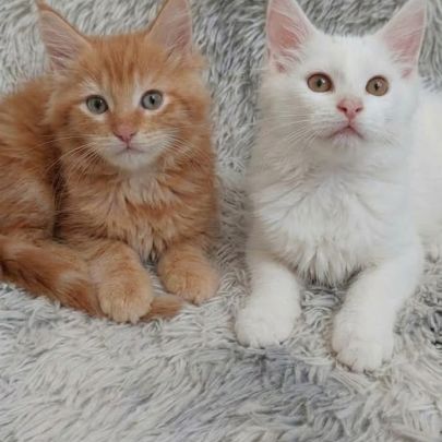 Chaton maine coon