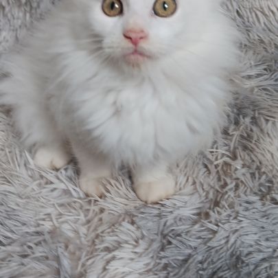 Chaton maine coon #2