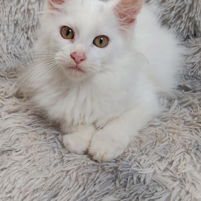 Chaton maine coon #3