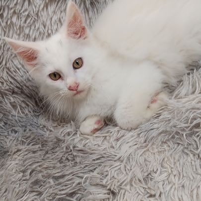Chaton maine coon #4