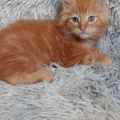 Chaton maine coon #5