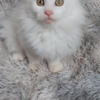 Chaton maine coon #2