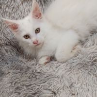 Chaton maine coon #4