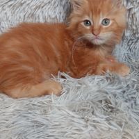Chaton maine coon #5