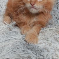 Chaton maine coon #6