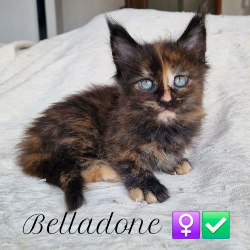 Superbe portée de chatons maine coon loof #2