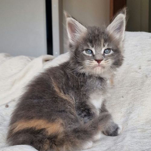 Superbe portée de chatons maine coon loof #4