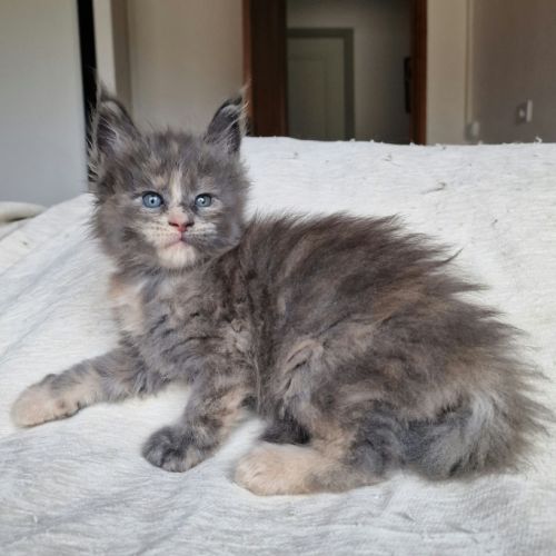 Superbe portée de chatons maine coon loof #5