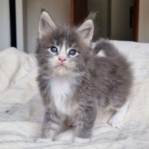 Superbe portée de chatons maine coon loof #6