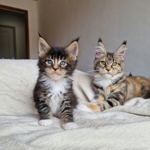 Superbe portée de chatons maine coon loof #7