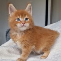 Superbe portée de chatons maine coon loof #3