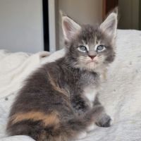 Superbe portée de chatons maine coon loof #4