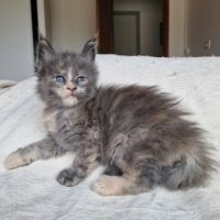 Superbe portée de chatons maine coon loof #5