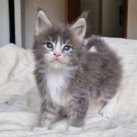 Superbe portée de chatons maine coon loof #6