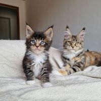Superbe portée de chatons maine coon loof #7