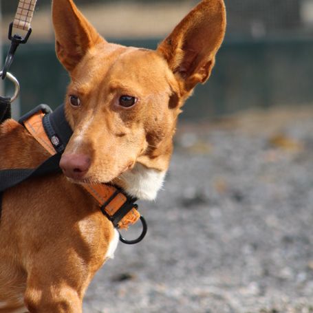 Chencho, petit podenco maneto #1