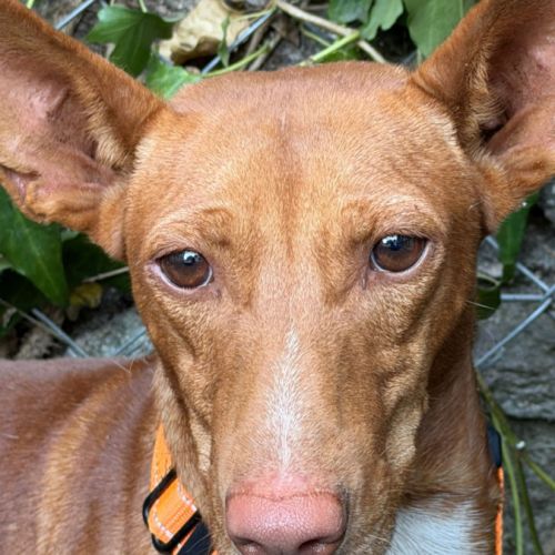 Chencho, petit podenco maneto #2
