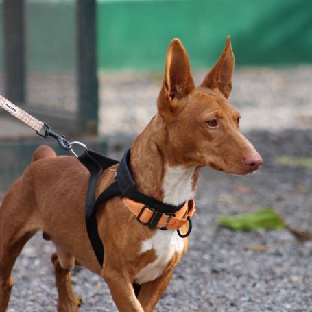 Chencho, petit podenco maneto