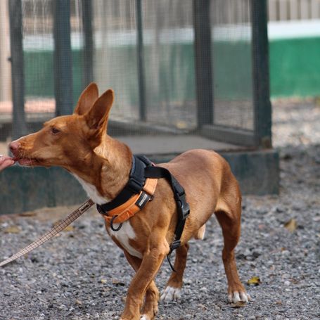 Chencho, petit podenco maneto #6
