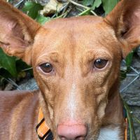 Chencho, petit podenco maneto #2