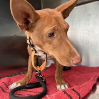 Chencho, petit podenco maneto #3