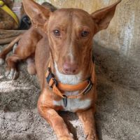 Chencho, petit podenco maneto #4