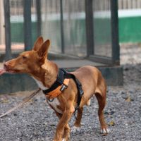Chencho, petit podenco maneto #6