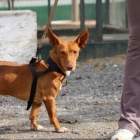 Chencho, petit podenco maneto #7