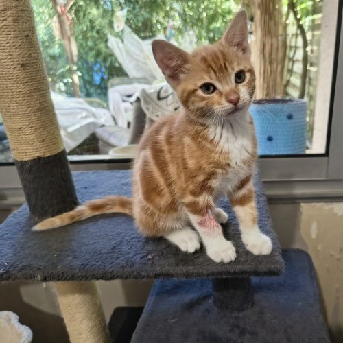 Gustave - en cours d'adoption #0