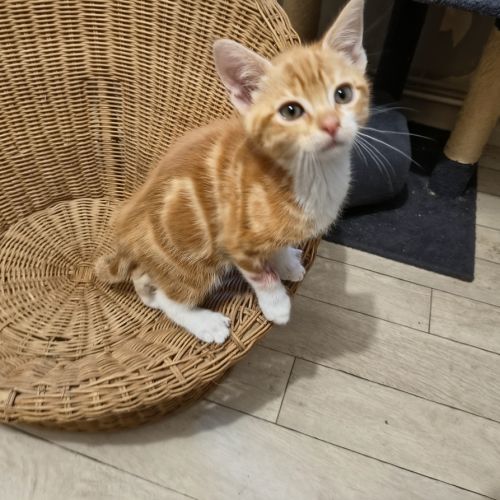 Gustave - en cours d'adoption #3