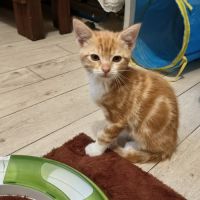 Gustave - en cours d'adoption #1