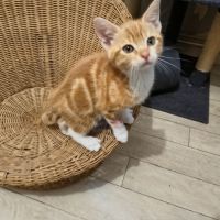 Gustave - en cours d'adoption #3