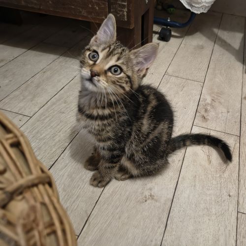 Gabin - en cours d'adoption #1