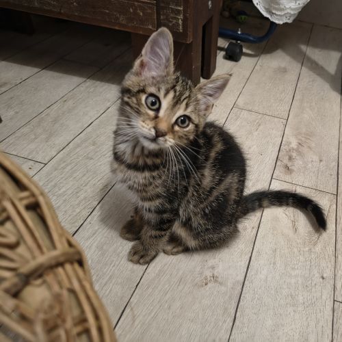 Gabin - en cours d'adoption #0