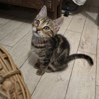 Gabin - en cours d'adoption #1