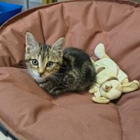 Gabin - en cours d'adoption #3