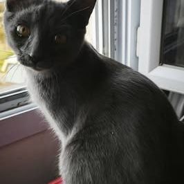Chat mewtoo à l adoption