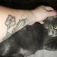 Chat mewtoo à l adoption #2