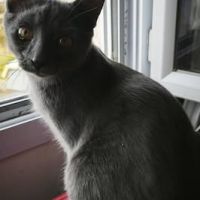 Chat mewtoo à l adoption #0