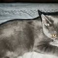 Chat mewtoo à l adoption #3