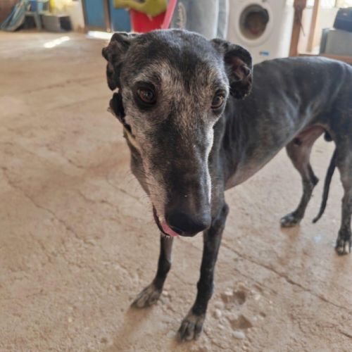 Mizu, lévrier espagnol 6 ans