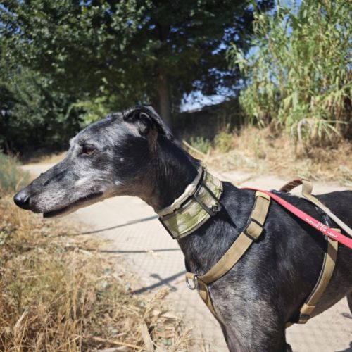 Mizu, lévrier espagnol 6 ans #3
