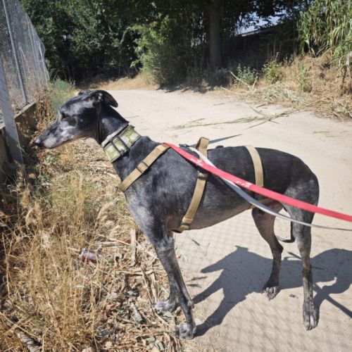 Mizu, lévrier espagnol 6 ans #5