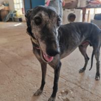 Mizu, lévrier espagnol 6 ans #1