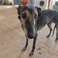 Mizu, lévrier espagnol 6 ans #0