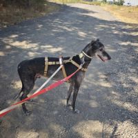 Mizu, lévrier espagnol 6 ans #4