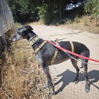 Mizu, lévrier espagnol 6 ans #5
