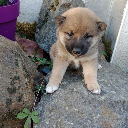 Chiots shiba inu lof — lignées champions #1