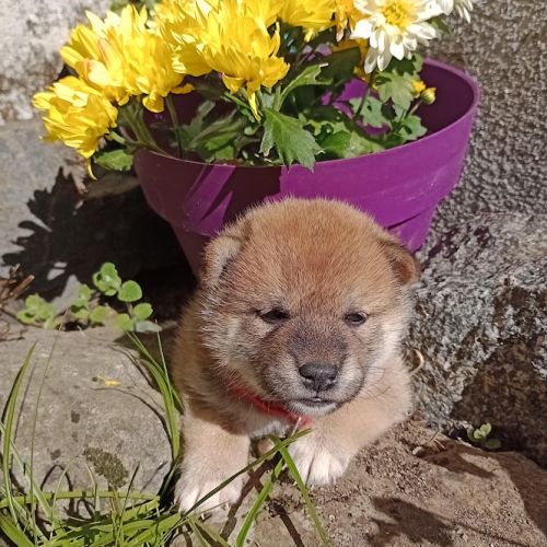 Chiots shiba inu lof — lignées champions #4