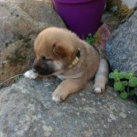 Chiots shiba inu lof — lignées champions #2